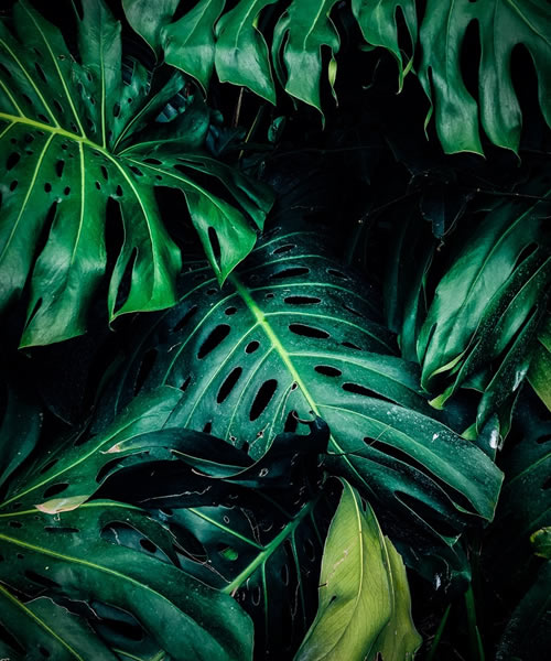 plant